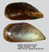 Mytilus galloprovincialis (2)